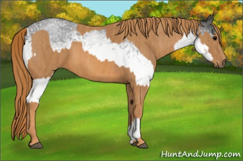 Horse Color: White Spotted Blue Roan Rabicano  Brindle