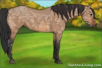 Horse Color:Bay Ice Dun 