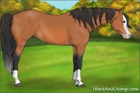 Horse Color:Bay Splash 