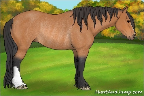 Horse Color:Bay Rabicano 
