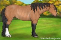 Horse Color:Bay Rabicano 