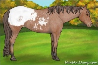 Horse Color:Bay Appaloosa 