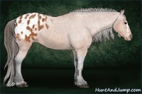 Horse Color:Bay Splash Tobiano Appaloosa  Brindle