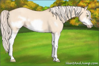 Horse Color:Silver Classic Champagne Dun Splash Frame 