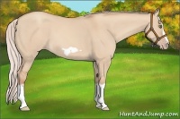 Horse Color:Silver Classic Champagne Dun Splash Frame 