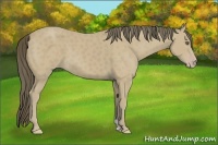 Horse Color:Classic Cream Champagne 