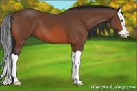 Horse Color:Bay Splash 