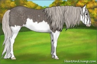 Horse Color:Silver Black Sabino Splash