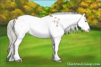 Horse Color:Silver Bay Sabino Splash 