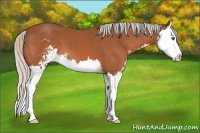 Horse Color:Silver Bay Sabino Splash