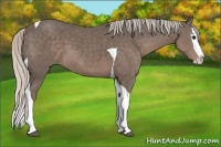 Horse Color:Silver Black Splash Tobiano 