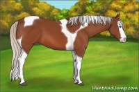Horse Color:Silver Bay Splash Tobiano 