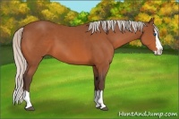 Horse Color:Silver Bay Sabino Splash 