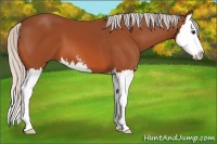 Horse Color:Silver Bay Sabino Splash 