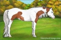 Horse Color:Silver Bay Splash Tobiano