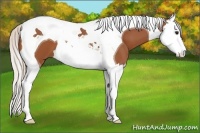 Horse Color:Silver Bay Splash Tobiano 