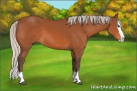 Horse Color:Silver Bay Sabino Splash 