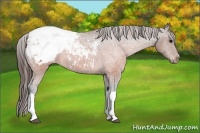 Horse Color:Brown Snowcap 