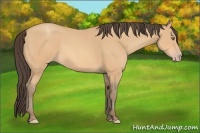 Horse Color:Amber Champagne 