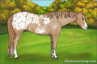 Horse Color:Chestnut Splash Appaloosa 