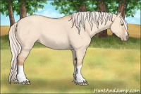 Horse Color:Silver Classic Champagne Dun Splash Frame 