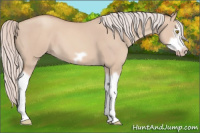 Horse Color:Silver Classic Champagne Dun Splash Frame 