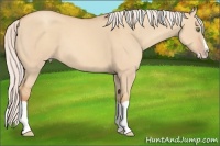 Horse Color:Silver Classic Champagne Dun Splash 