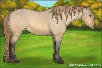 Horse Color:Buckskin Dun Appaloosa