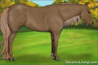 Horse Color:Chocolate Palomino Roan
