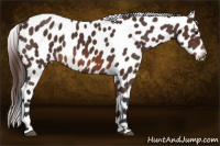 Horse Color:Brown Appaloosa 