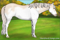 Horse Color:Silver Classic Champagne Dun Splash Frame 