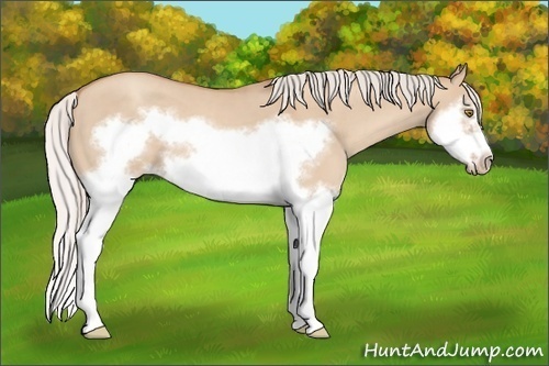 Horse Color:Silver Classic Champagne Dun Splash Frame 