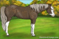 Horse Color:Chocolate Palomino Splash