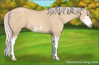 Horse Color:Silver Classic Champagne Dun Splash Frame 