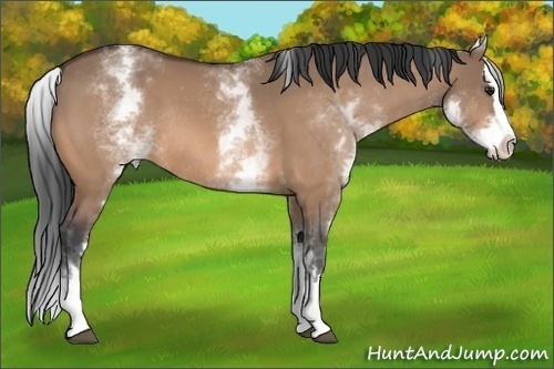 Horse Color:White Spotted Bay Dun Splash Rabicano 
