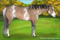 Horse Color:White Spotted Bay Dun Splash Rabicano 