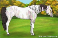 Horse Color:Buckskin Ice Tobiano 