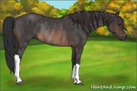 Horse Color:Brown Rabicano Brindle