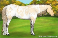 Horse Color:White Spotted Buckskin Roan Dun Appaloosa