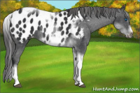 Horse Color:White Spotted Black Splash Tobiano Frame Near Leopard 