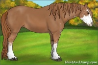 Horse Color:Chestnut Sabino