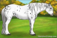 Horse Color:White Spotted Black Splash Tobiano Frame Near Leopard 