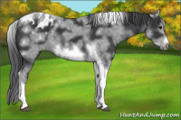 Horse Color:White Spotted Black Splash Tobiano Frame Appaloosa