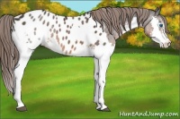 Horse Color:Brown Splash Appaloosa Rabicano