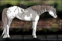 Horse Color:Grullo Splash Appaloosa Rabicano