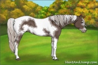 Horse Color:Silver Black Sabino Tobiano Frame 