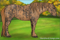 Horse Color:Brown Rabicano Brindle