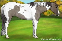 Horse Color:Smoky Grullo Roan Tobiano 
