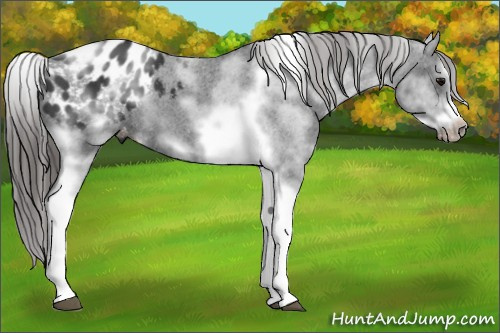 Horse Color: White Spotted Black Splash Tobiano Frame Blanket 