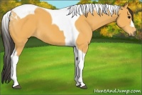 Horse Color:Buckskin Tobiano 